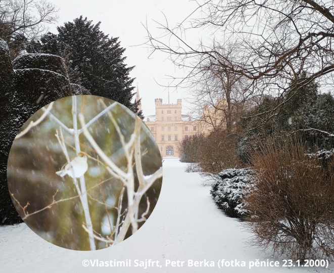 Pěnice černohlavá