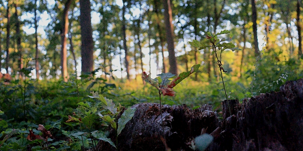 Dubové porosty na Soutoku