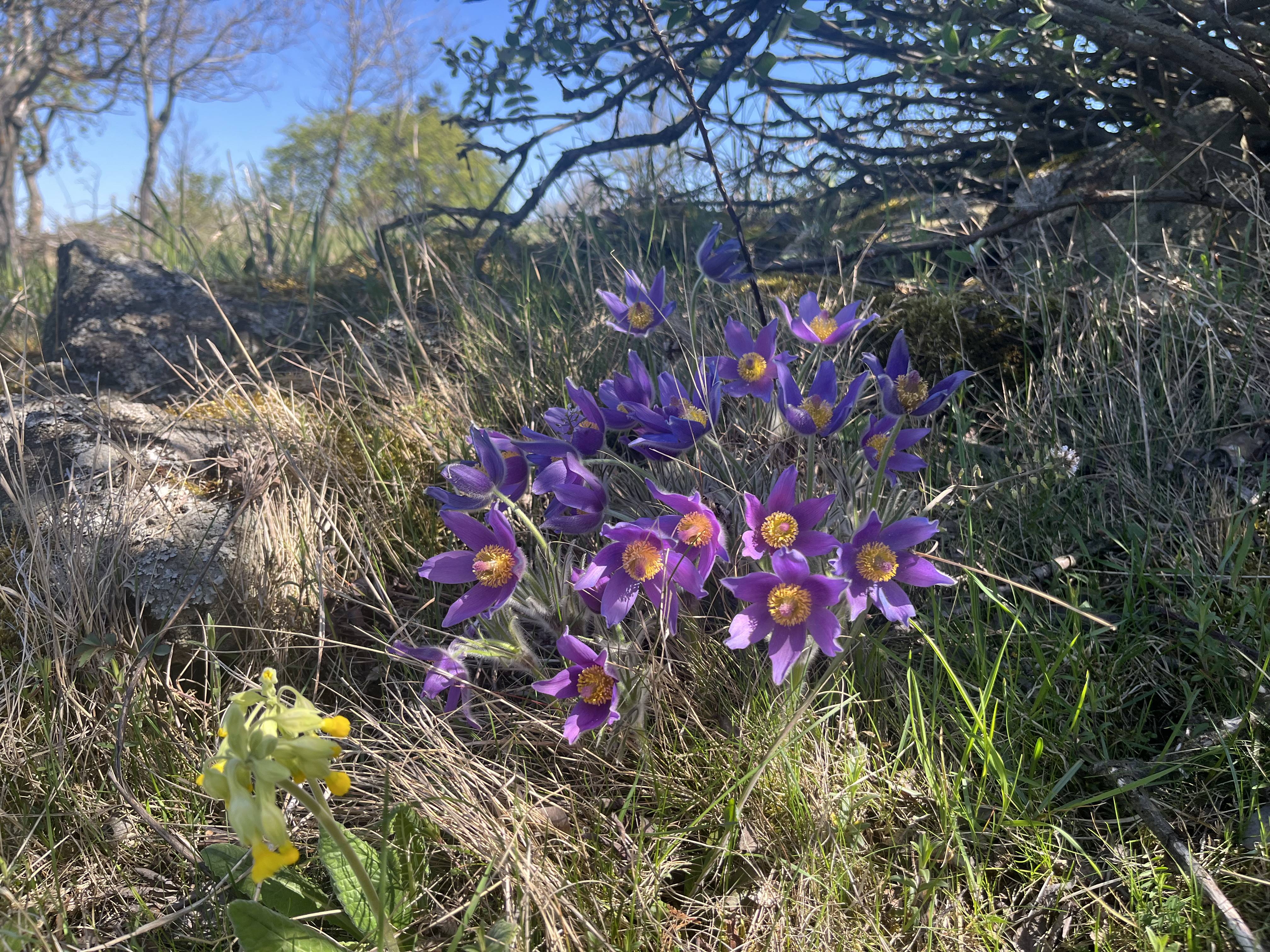 Péče o lokalitu koniklece otevřeného (Pulsatilla patens) Dubový vrch/Zvoníčkov