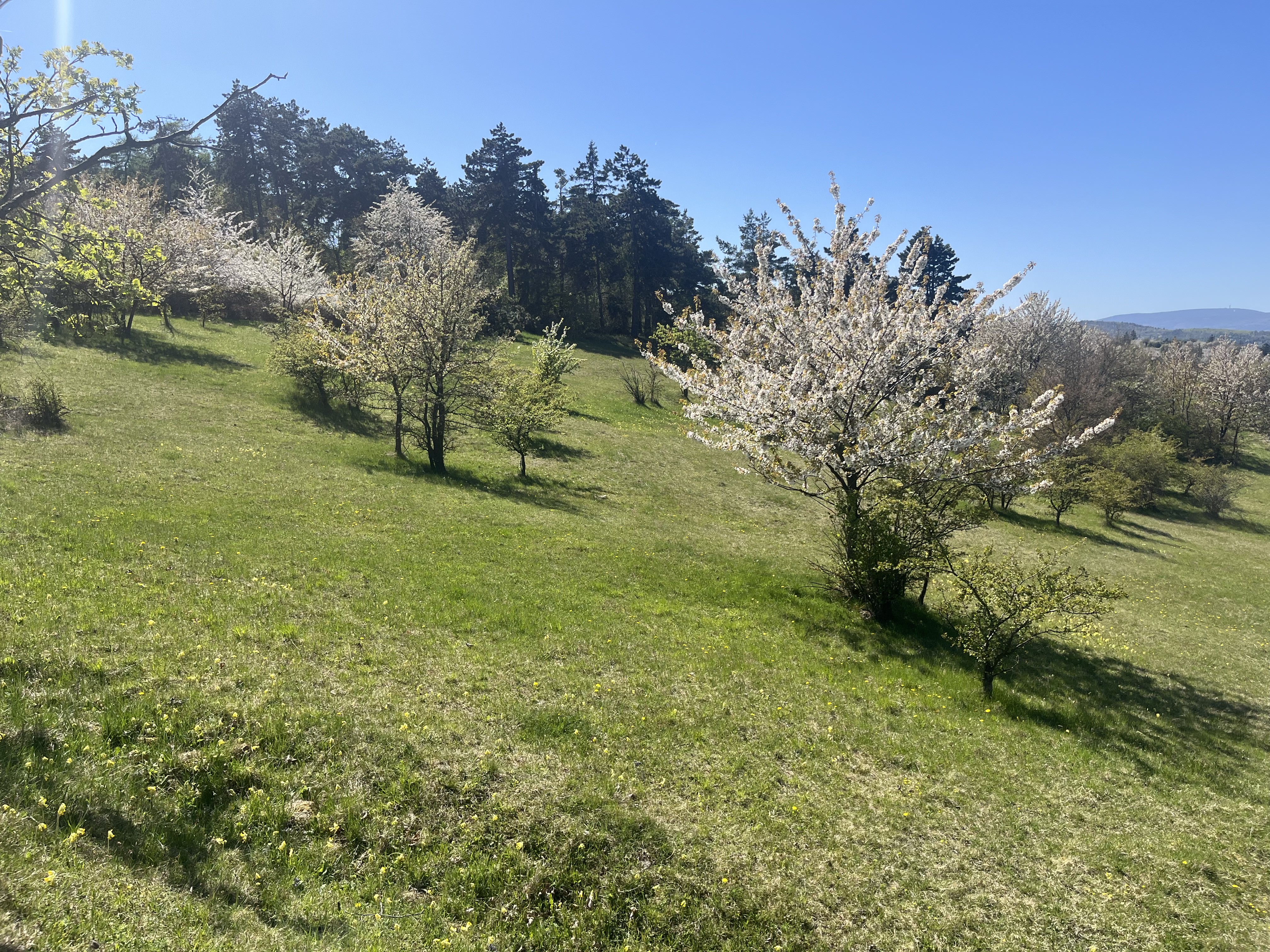 Péče o lokalitu koniklece otevřeného (Pulsatilla patens) Dubový vrch/Zvoníčkov