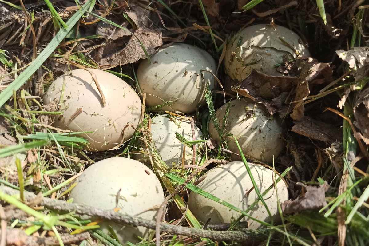 Vejce koroptve polní na hnízdě, foto: Tomáš Růžička
