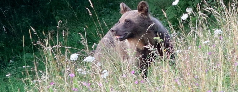 Medvěd hnědý, ilustrační foto Václav Hlaváč