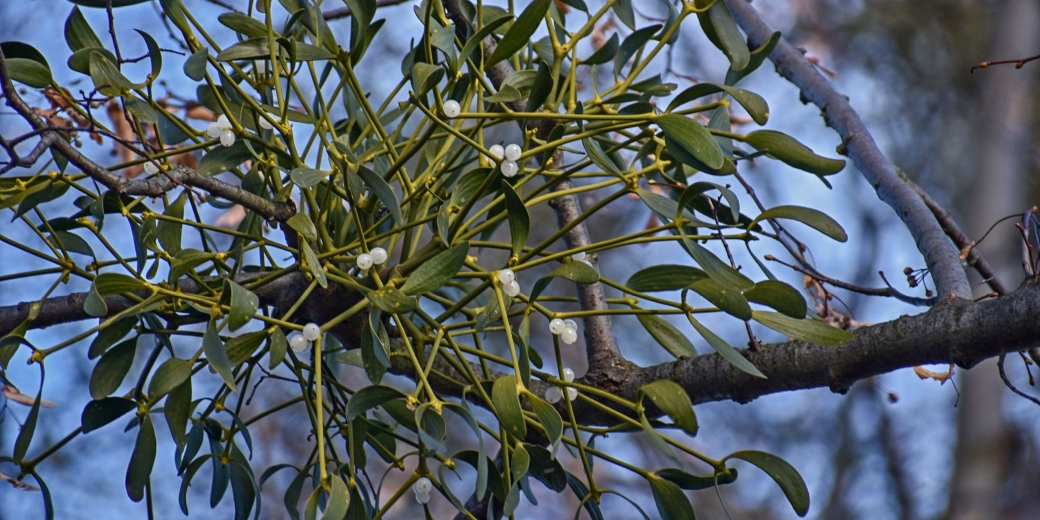 Jmelí na stromě u Kunratic na Liberecku