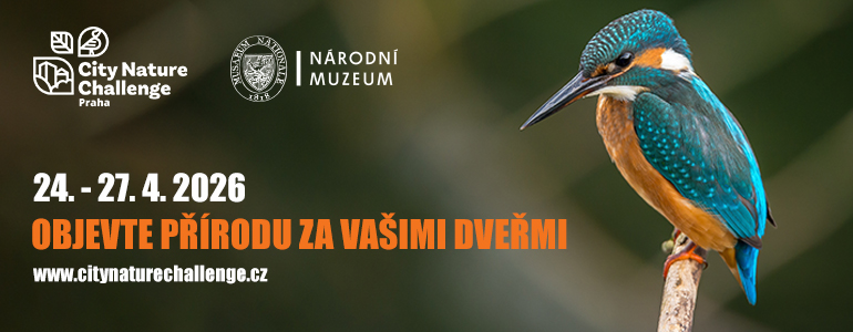 Ledňáček sedící na větvičce.