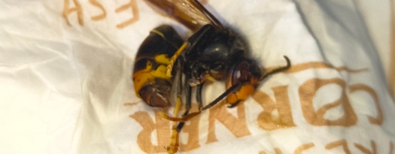 Mrtvá sršeň asijská.