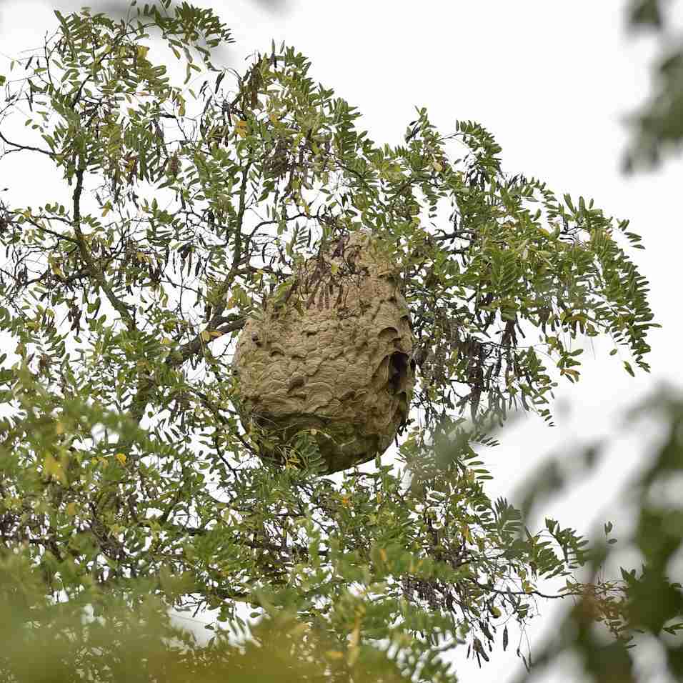Hornet nest