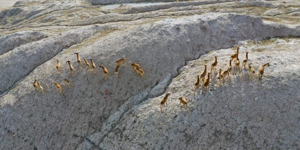 Lom ČSA s kamzíky.