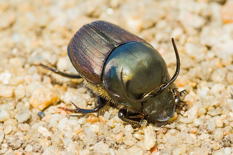 lejnožrout Onthophagus illyricus