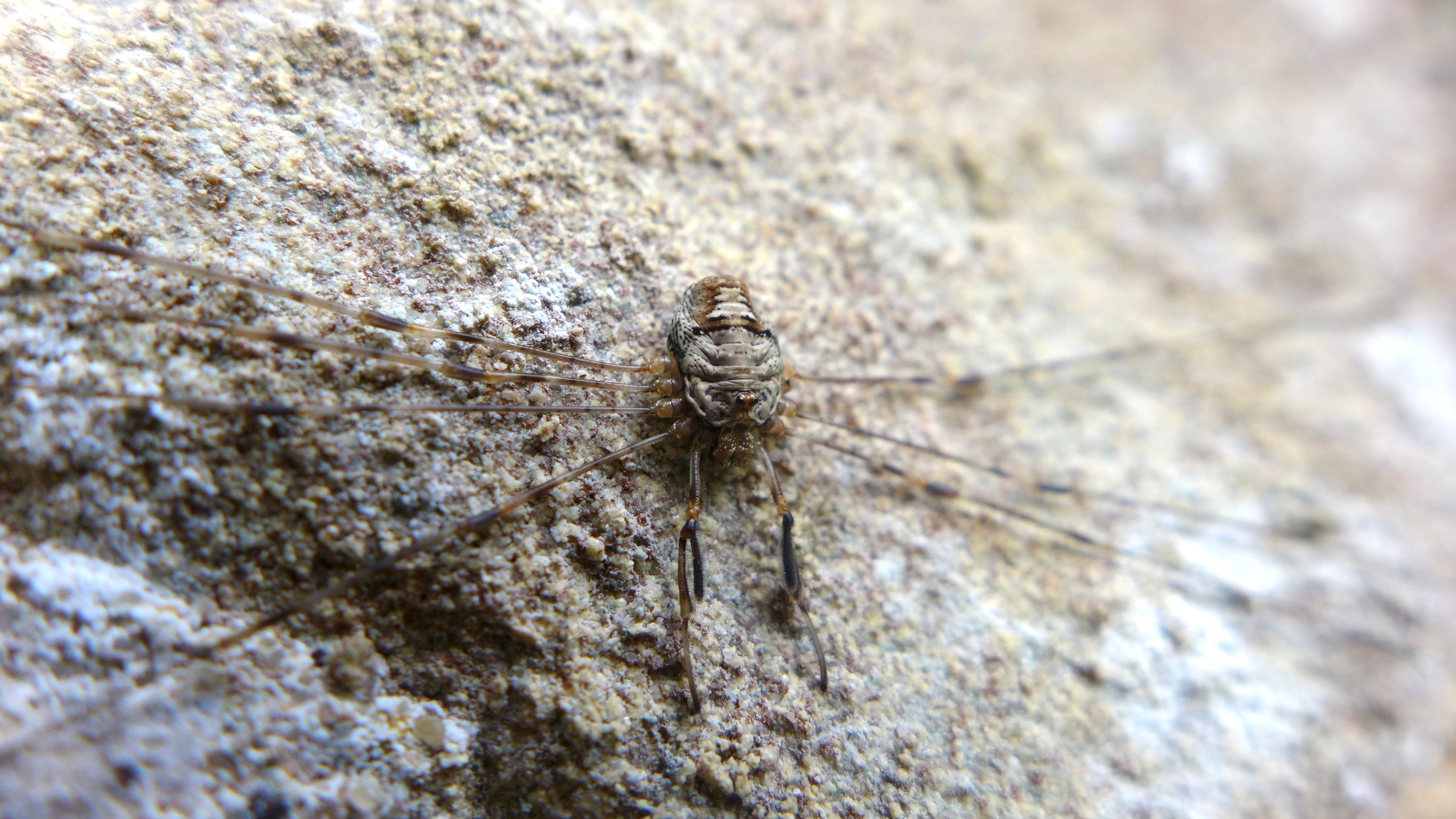 sekáč větvičkový (Dicranopalpus ramosus), foto: Ondřej Machač