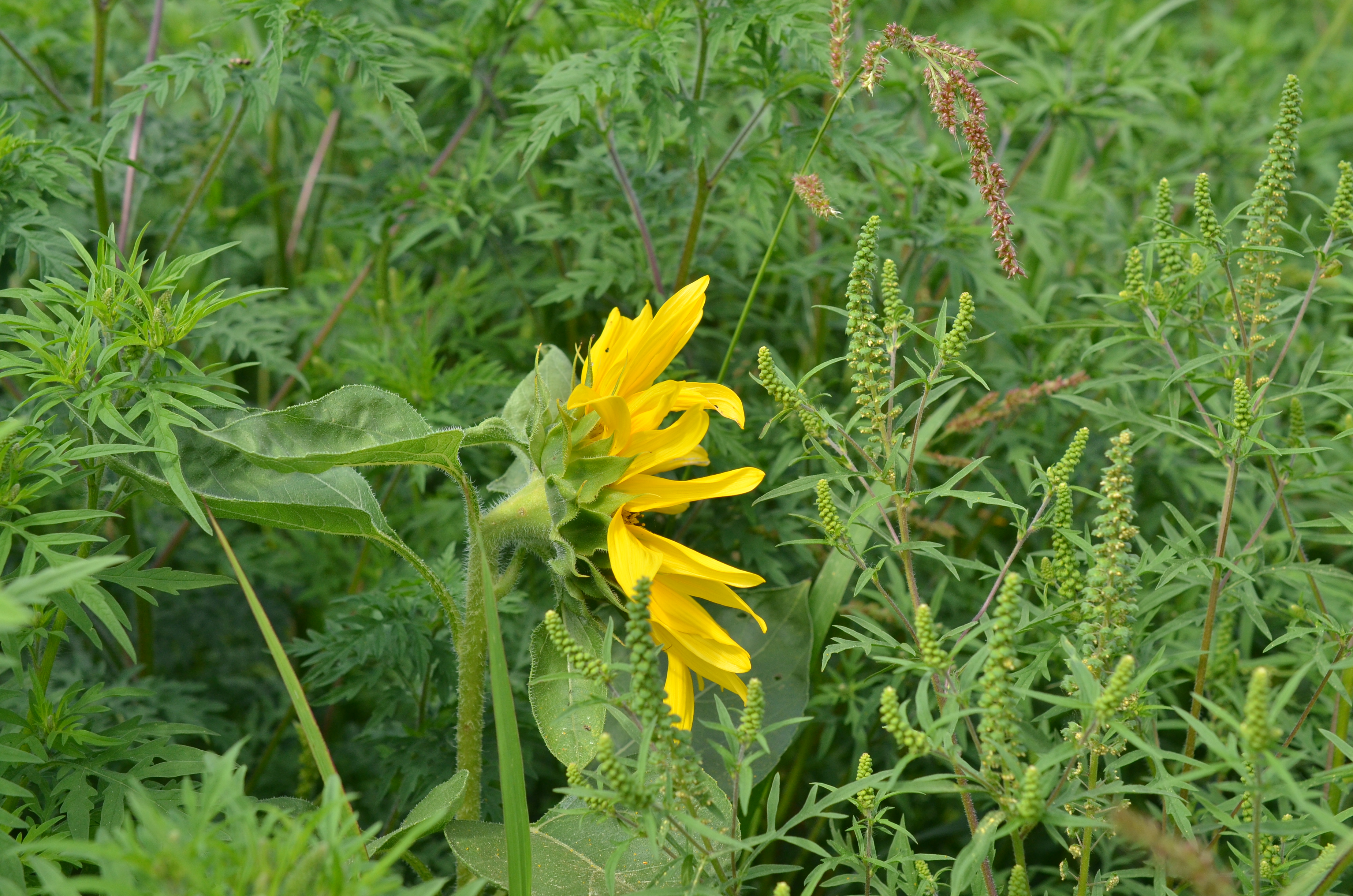 ambrozie ve slunečnicovém poli, foto: Alice Haveldová