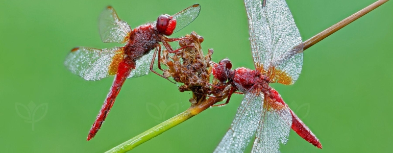 Red dragonfly