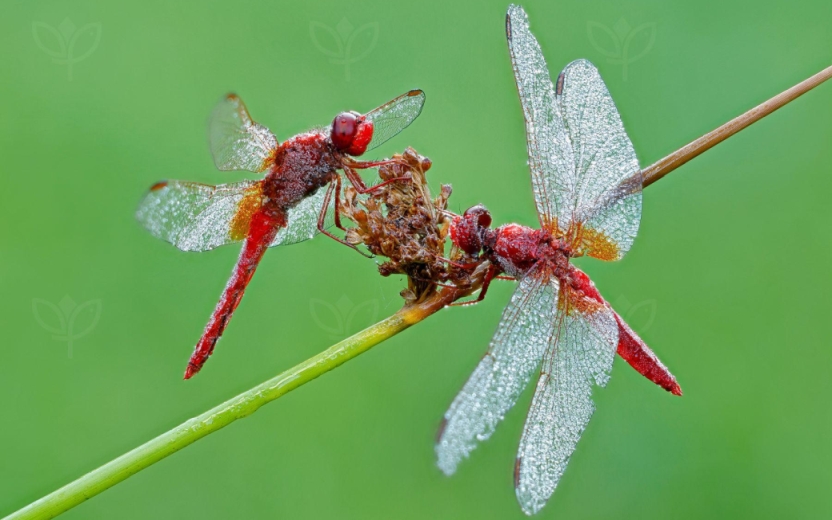 Red dragonfly. Photo Lubomír Dajč