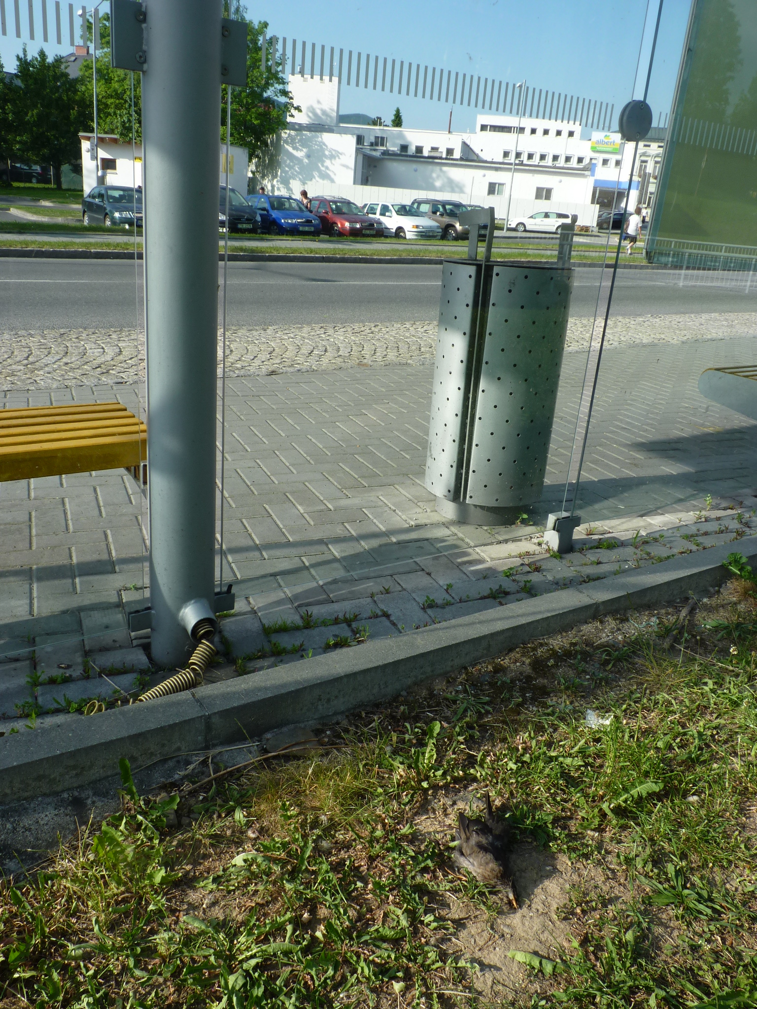 kos uhynulý po nárazu do skleněné zastávky