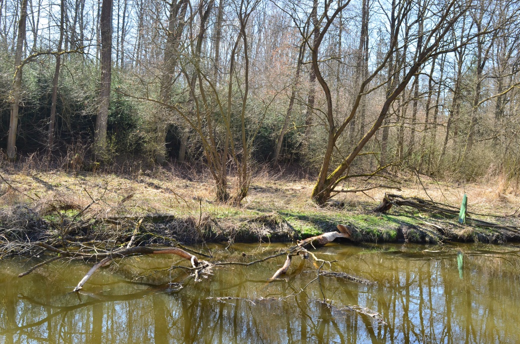 Pobytové stopy bobra u Blanice - ohryzy stromů.