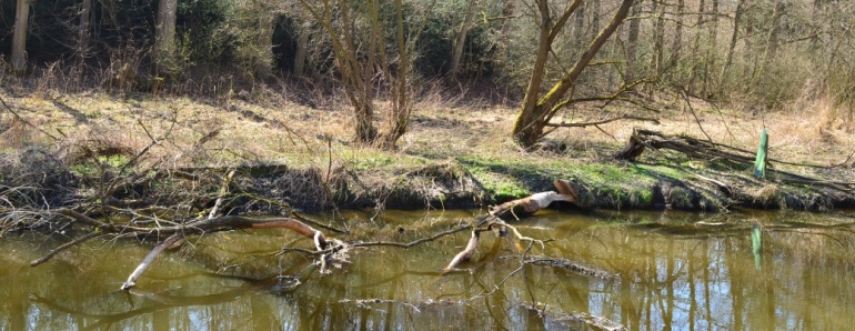 Pobytové stopy bobra u Blanice.