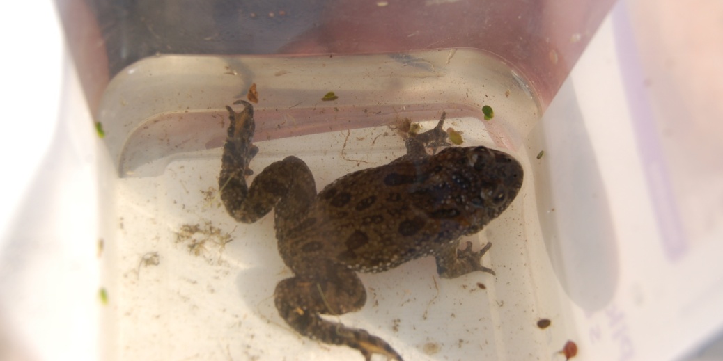 Kuňka obecná v nádobce.