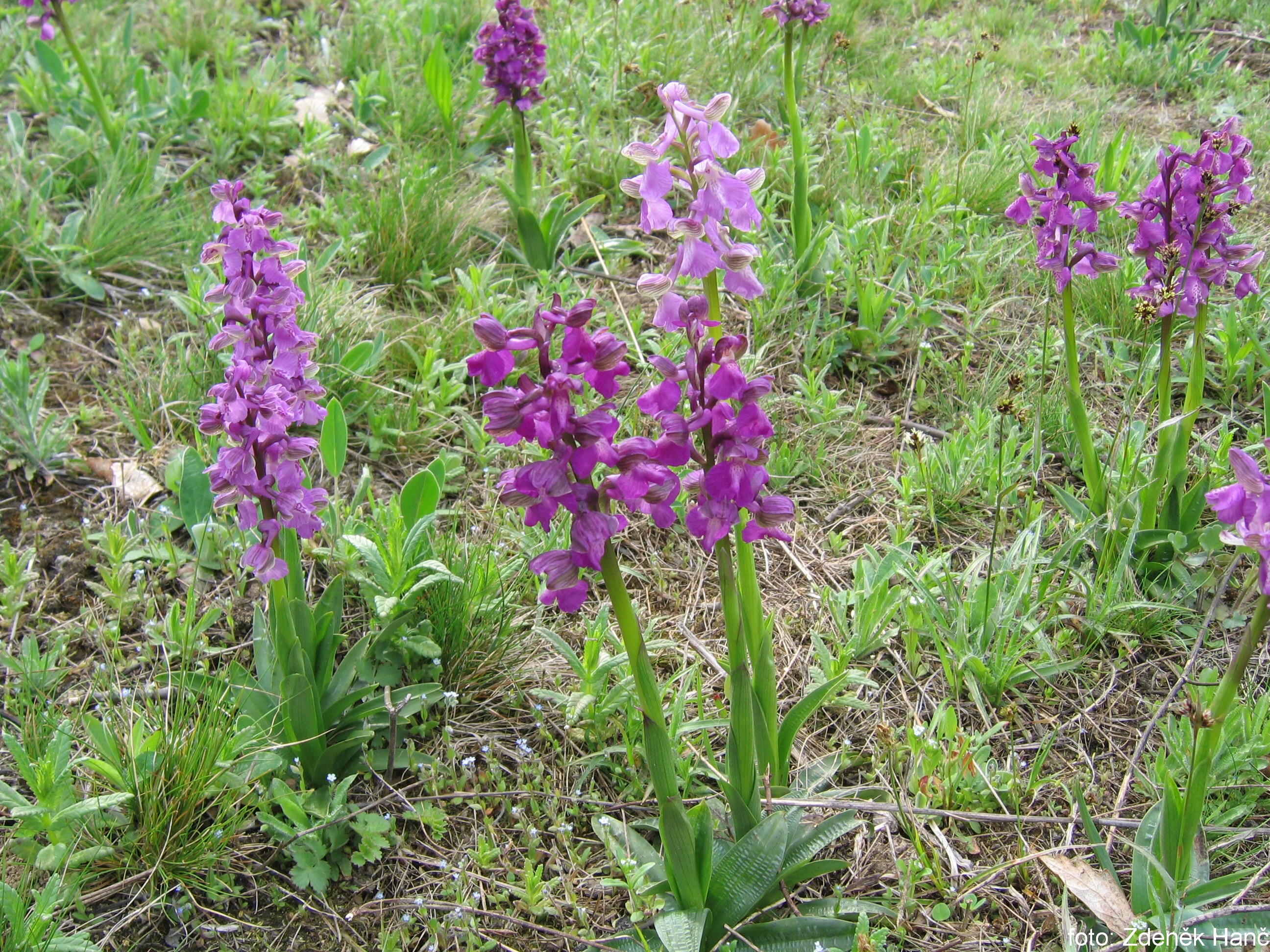 Vstavač kukačka v PP Na Stráži.