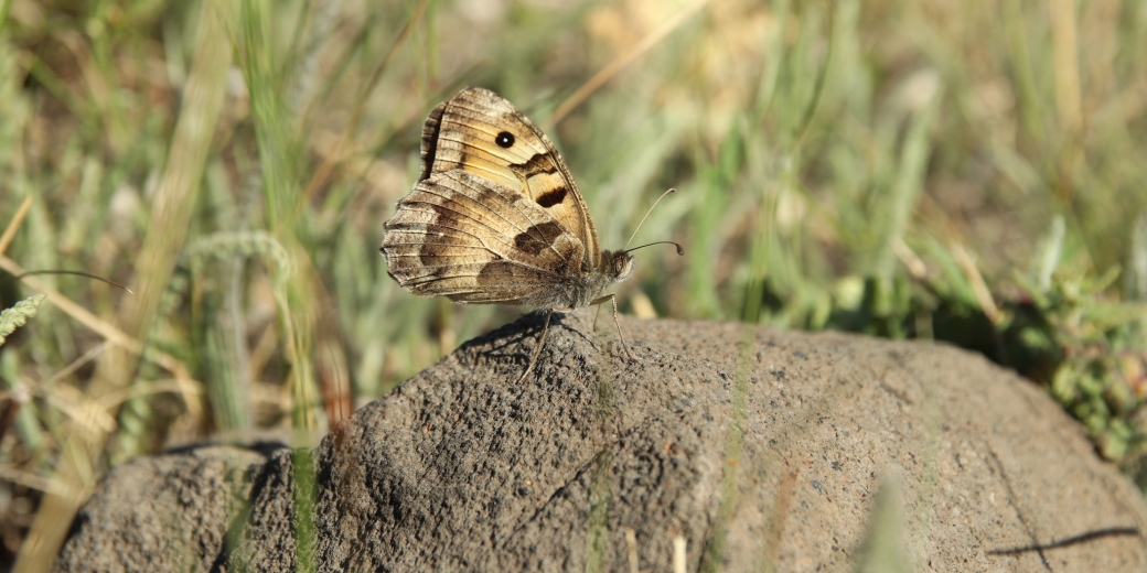 Okáč skalní, foto Martin Vlček