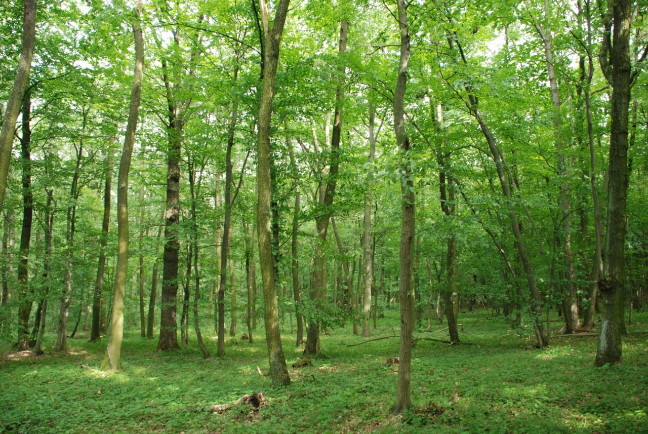 Jarní les, foto Josef Mottl.