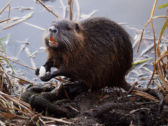 Nutrie