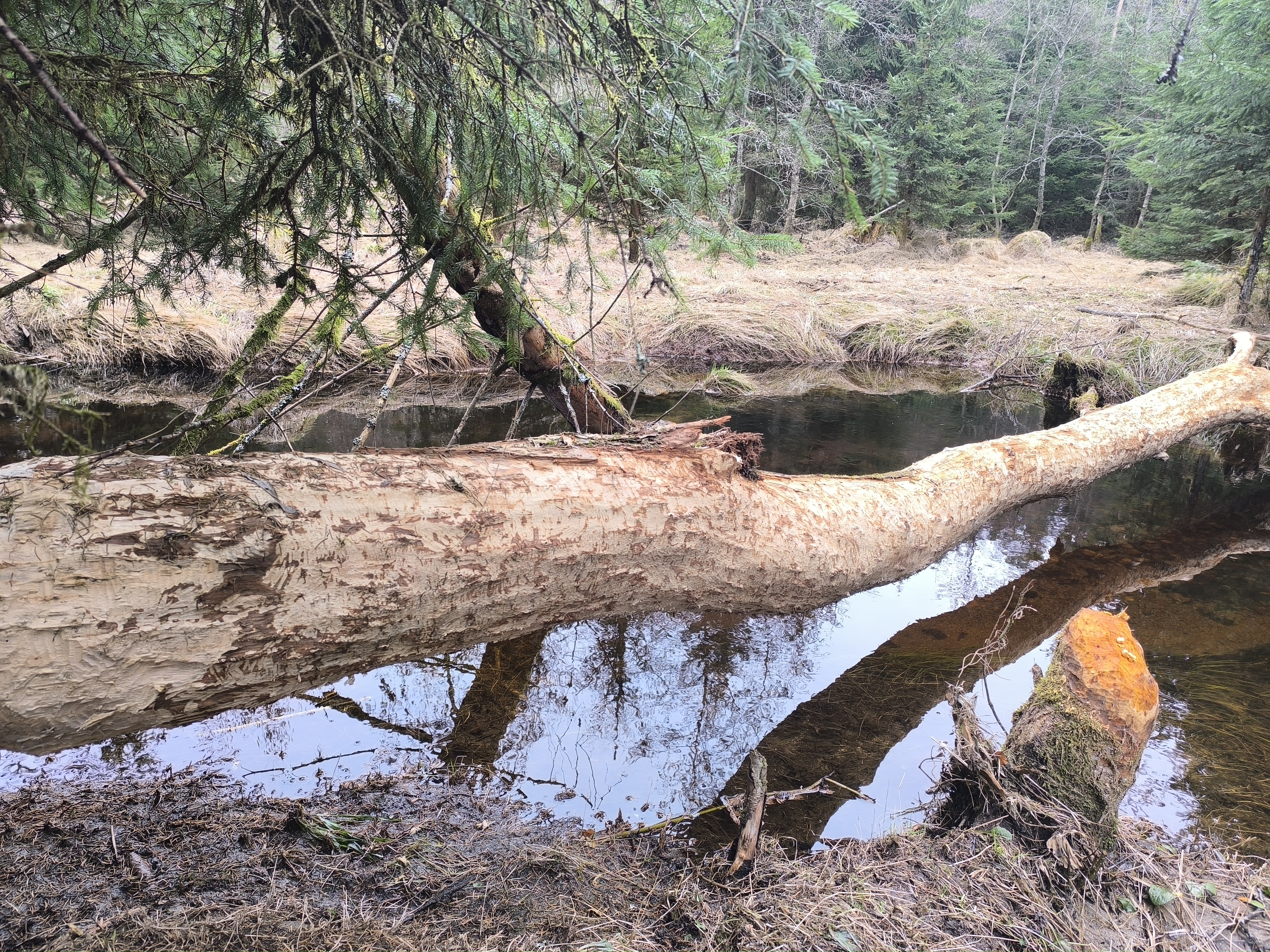 pokácený strom v bobří zátopě