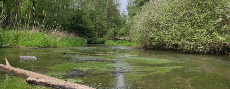 Pohled na vodní hladinu řeky Ploučnice.