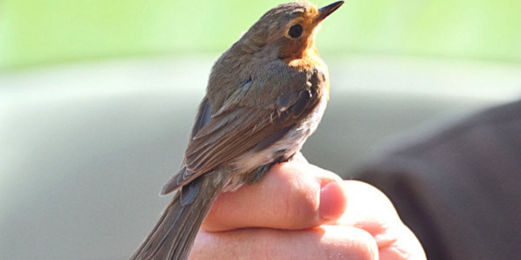 Vítání ptačího zpěvu