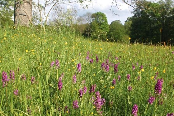 Orchidejová louka, Přemysl Tájek