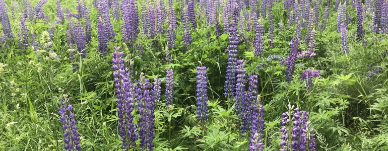 Lupina_Plášilová