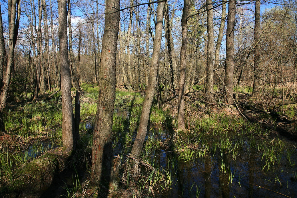 Olšový luh podél Rohozenského potoka.