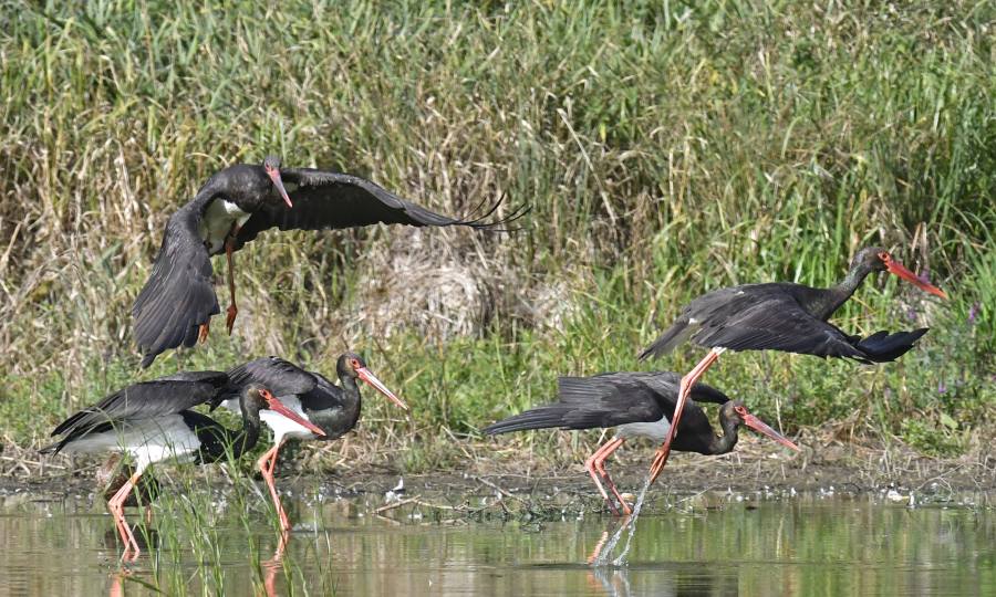 Čápi černí, foto: Jiří Neudert
